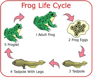 Frog Life Cycle