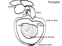 October Lesson Plans for Science for kids – Parts Of A Pumpkin Coloring Page